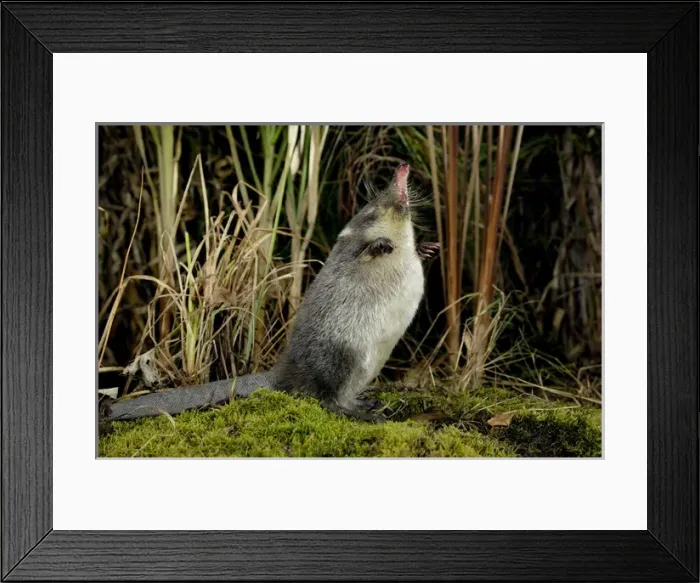 Framed Print : Russian Desman - searches environment with its Framed Print : Russian Desman - searches environment with its