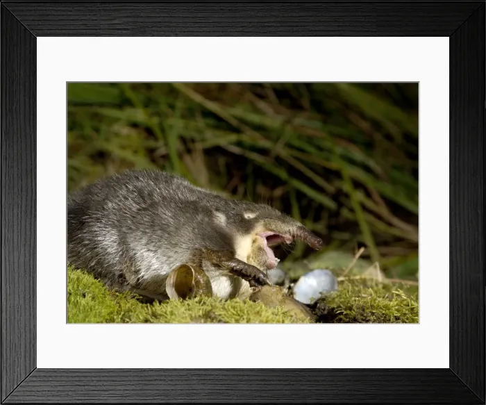 Framed Print : Russian Desman - feeds on a fresh-water mussel Framed Print : Russian Desman - feeds on a fresh-water mussel