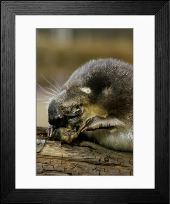 Framed Print : Russian Desman - feeds on a fresh-water mussel Framed Print : Russian Desman - feeds on a fresh-water mussel