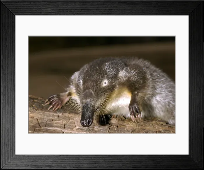 Framed Print : Russian Desman Framed Print : Russian Desman