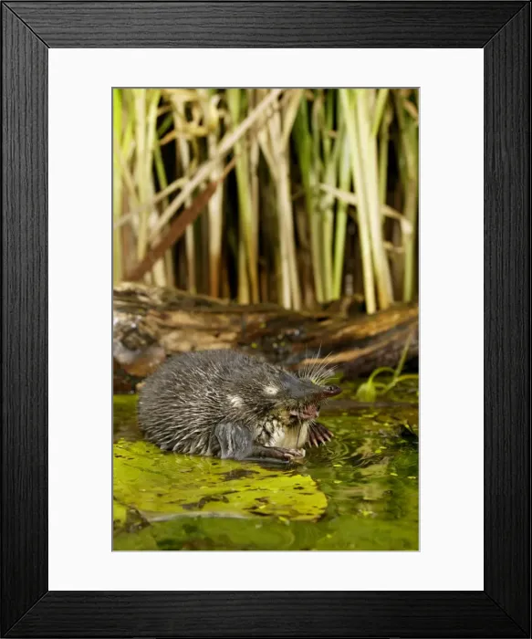 Framed Print : Russian Desman - feeds on a fresh-water mussel Framed Print : Russian Desman - feeds on a fresh-water mussel