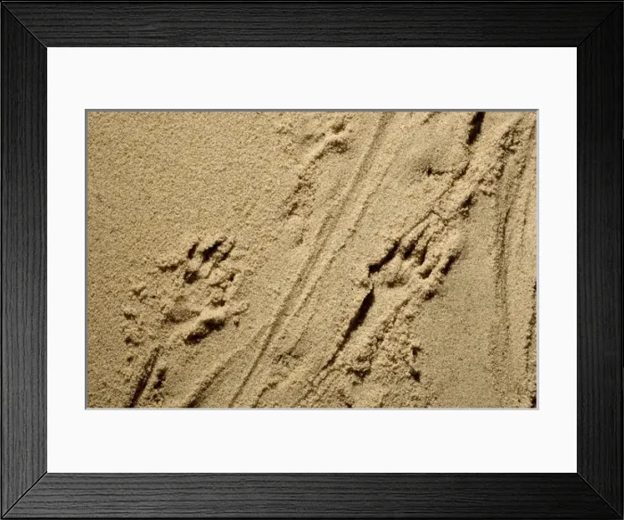 Framed Print : Russian Desman - adults footprints on wet sand Framed Print : Russian Desman - adults footprints on wet sand
