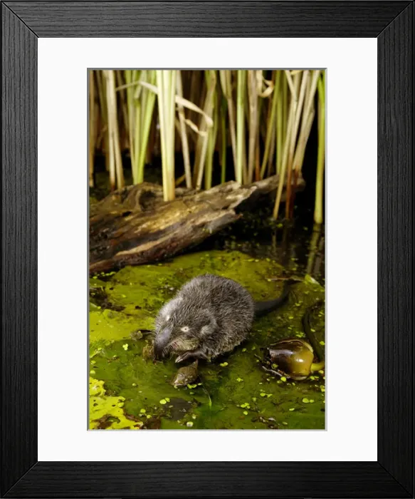 Framed Print : Russian Desman - feeds on a fresh-water mussel Framed Print : Russian Desman - feeds on a fresh-water mussel