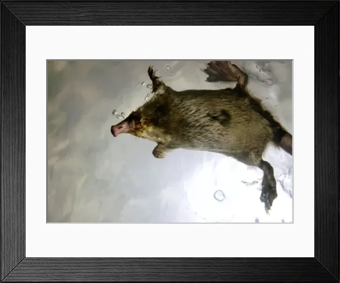 Framed Print : Russian Desman - swimming (from underneath) Framed Print : Russian Desman - swimming (from underneath)
