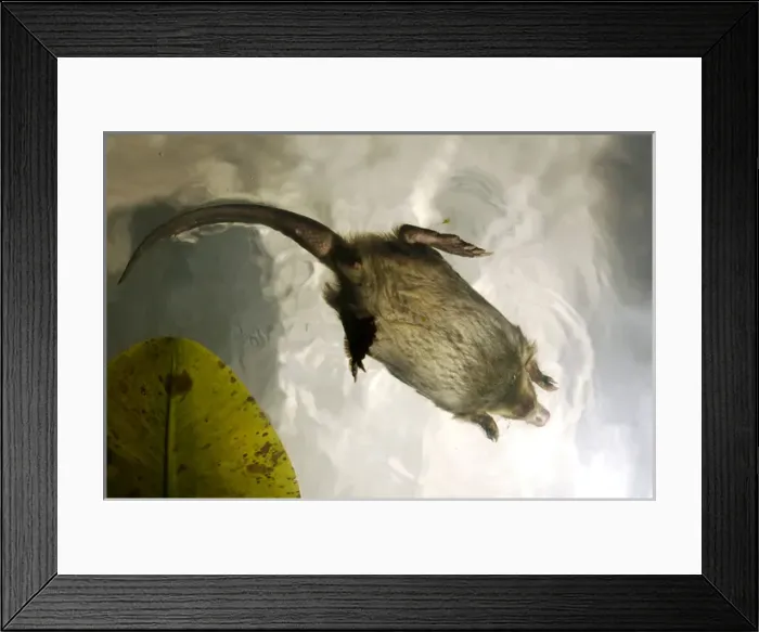 Framed Print : Russian Desman - swimming (from underneath) Framed Print : Russian Desman - swimming (from underneath)