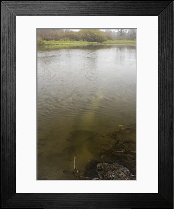 Framed Print : Russian Desman - typical burrow Framed Print : Russian Desman - typical burrow