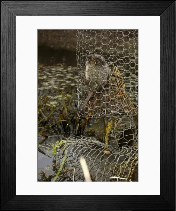 Framed Print : Russian Desman - caught in a snare Framed Print : Russian Desman - caught in a snare