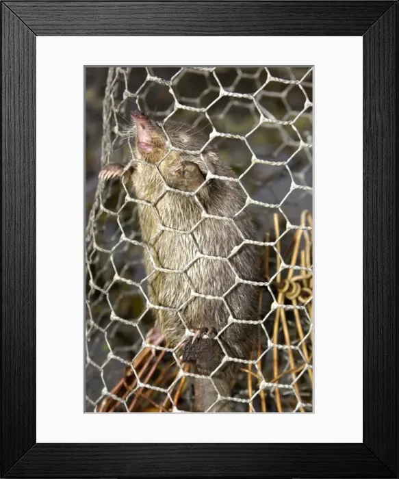 Framed Print : Russian Desman - caught in a snare Framed Print : Russian Desman - caught in a snare