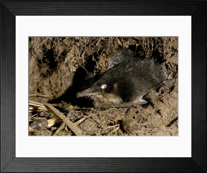Framed Print : Russian Desmans - in the burrow Framed Print : Russian Desmans - in the burrow