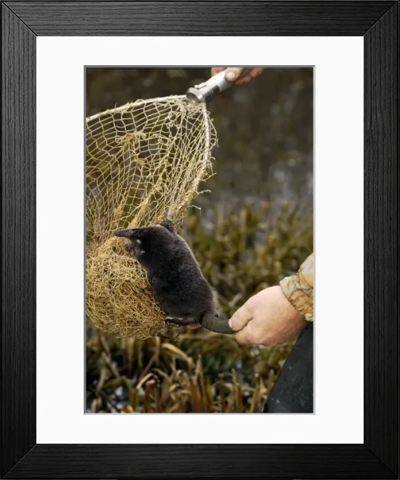 Framed Print : Russian Desman - caught for tagging Framed Print : Russian Desman - caught for tagging