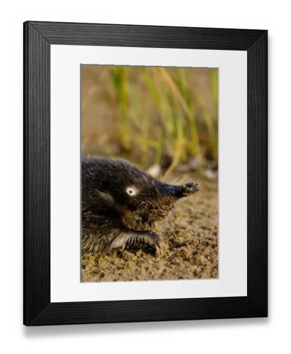 Framed Print : Russian Desman Framed Print : Russian Desman