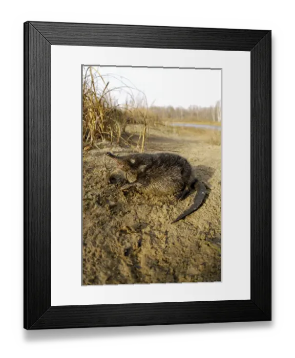 Framed Print : Russian Desman Framed Print : Russian Desman