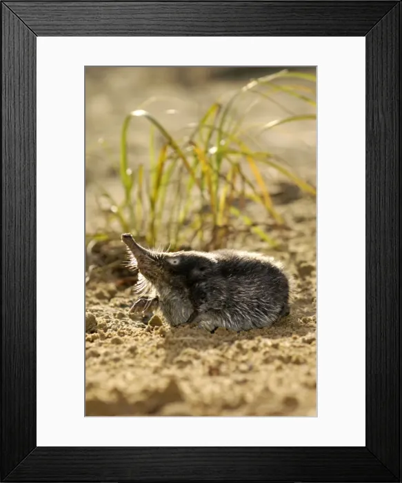 Framed Print : Russian Desman - searches environment with its Framed Print : Russian Desman - searches environment with its