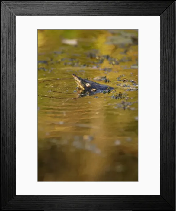 Framed Print : Russian Desman - pops out of water to search