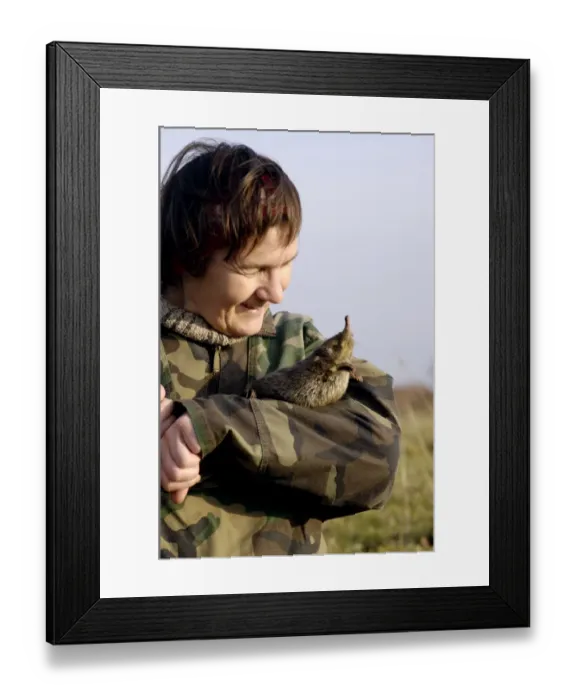 Framed Print : Russian Desman - caught for tagging Framed Print : Russian Desman - caught for tagging