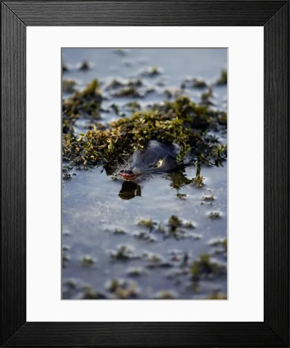 Framed Print : Russian Desman - pops out of water to search Framed Print : Russian Desman - pops out of water to search