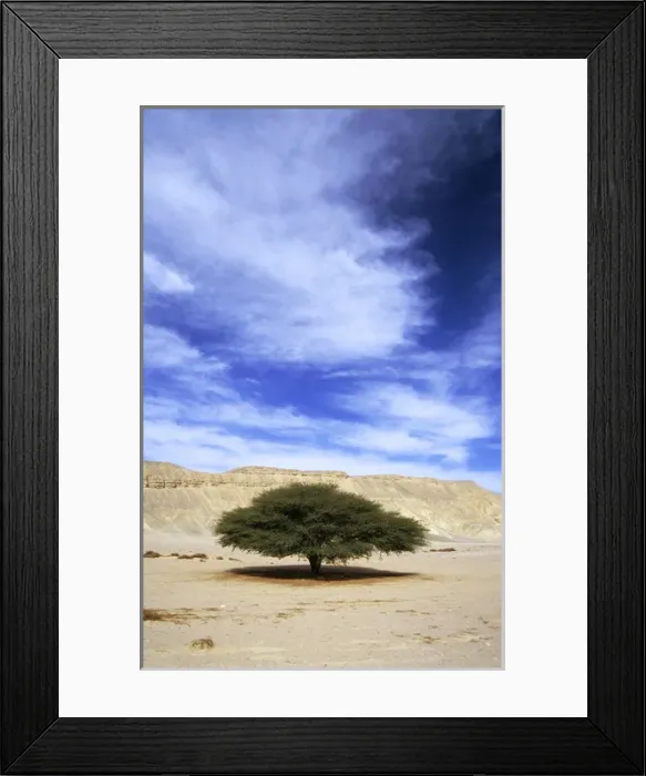 Framed Print : Egypt - Acacia tree in Arabian desert Framed Print : Egypt - Acacia tree in Arabian desert