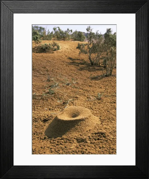 Framed Print : Egypt - Crater-shaped entrance of a termites termitarium Framed Print : Egypt - Crater-shaped entrance of a termites termitarium