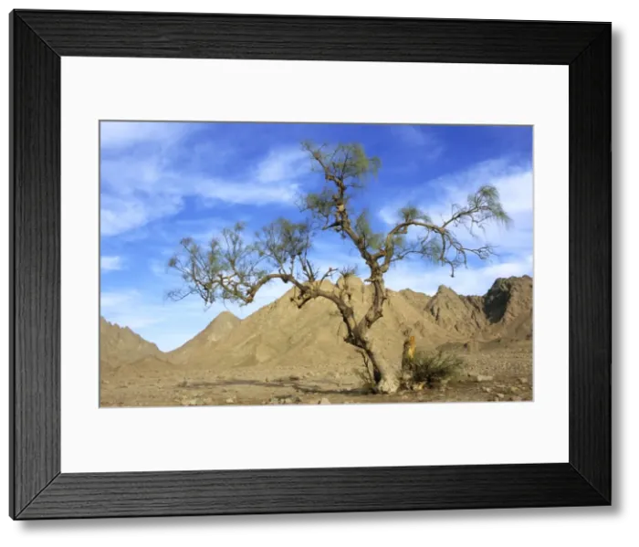 Framed Print : Egypt - a Tamarix tree in a small valley in Arabian desert Framed Print : Egypt - a Tamarix tree in a small valley in Arabian desert