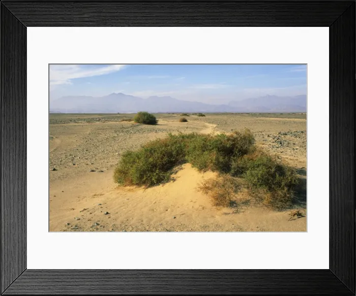Framed Print : Egypt - a typical morning scene with Zilla spinoza Framed Print : Egypt - a typical morning scene with Zilla spinoza