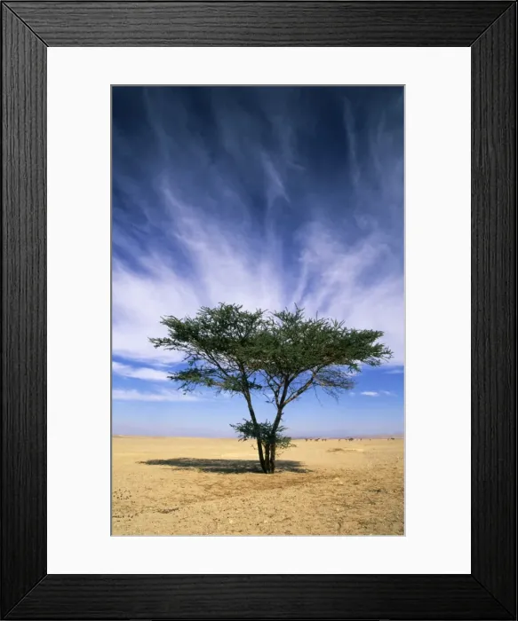Framed Print : Egypt - typical midday scene with Acacia trees Framed Print : Egypt - typical midday scene with Acacia trees