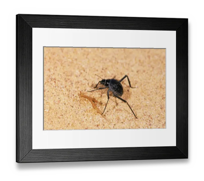 Framed Print : A beetle - runs in sand while feeding in Arabian Framed Print : A beetle - runs in sand while feeding in Arabian