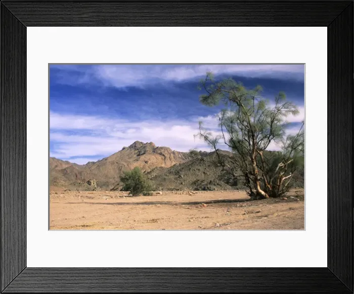 Framed Print : Tamarix trees in a small valley Framed Print : Tamarix trees in a small valley