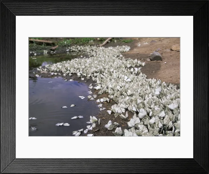 Framed Print : Black-veined White Butterflies Framed Print : Black-veined White Butterflies