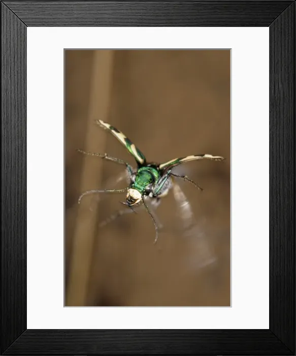 Framed Print : Green Tiger Beetle in flight Framed Print : Green Tiger Beetle in flight