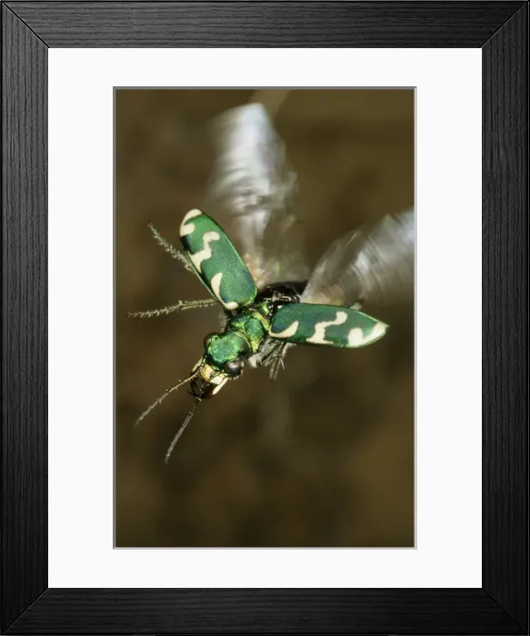 Framed Print : Tiger beetle in flight Framed Print : Tiger beetle in flight