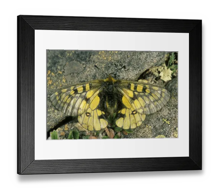 Framed Print : Butterfly - male on rocks of Sengilen mountain range Framed Print : Butterfly - male on rocks of Sengilen mountain range
