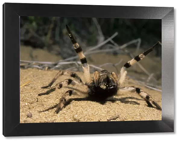 Tarantula spider in threatening pose