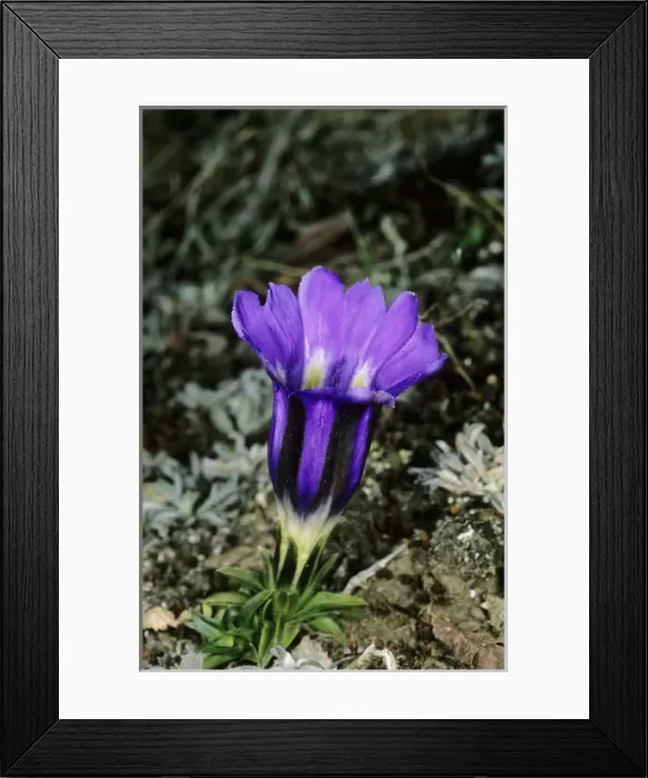 Framed Print : A wild flower (unidentified) on a mountain plateau Framed Print : A wild flower (unidentified) on a mountain plateau