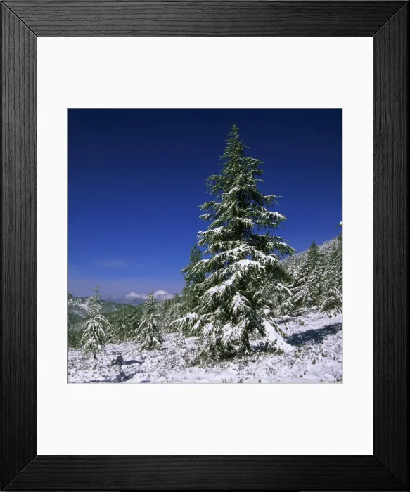 Framed Print : Fir Trees and Spruces after a snowfall Framed Print : Fir Trees and Spruces after a snowfall