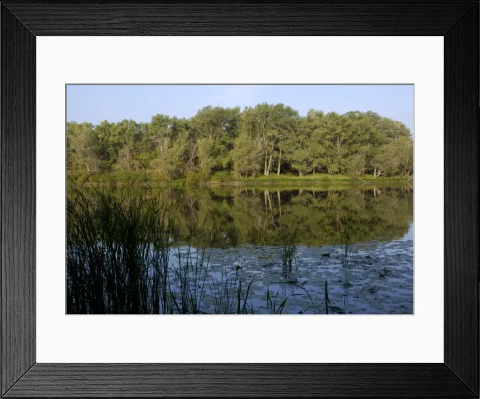 Framed Print : Russian Desman - habitat: small fresh-water lake Framed Print : Russian Desman - habitat: small fresh-water lake