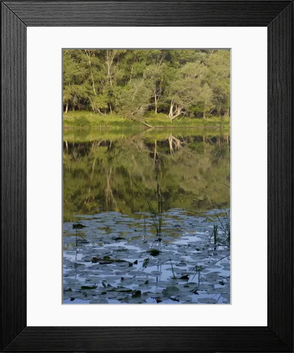 Framed Print : Russian Desman - habitat: small fresh-water lake Framed Print : Russian Desman - habitat: small fresh-water lake