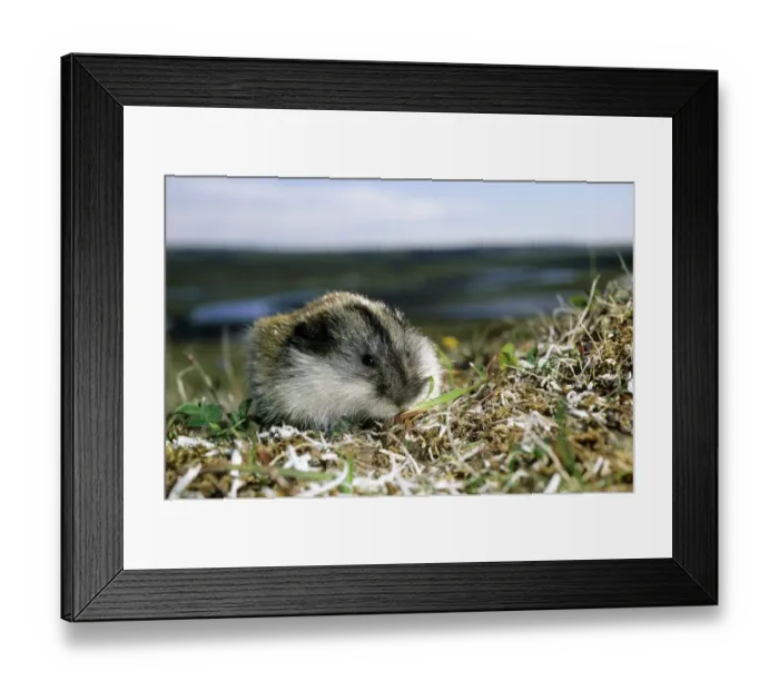 Framed Print : Siberian Lemming - adult on its guard while feeding Framed Print : Siberian Lemming - adult on its guard while feeding
