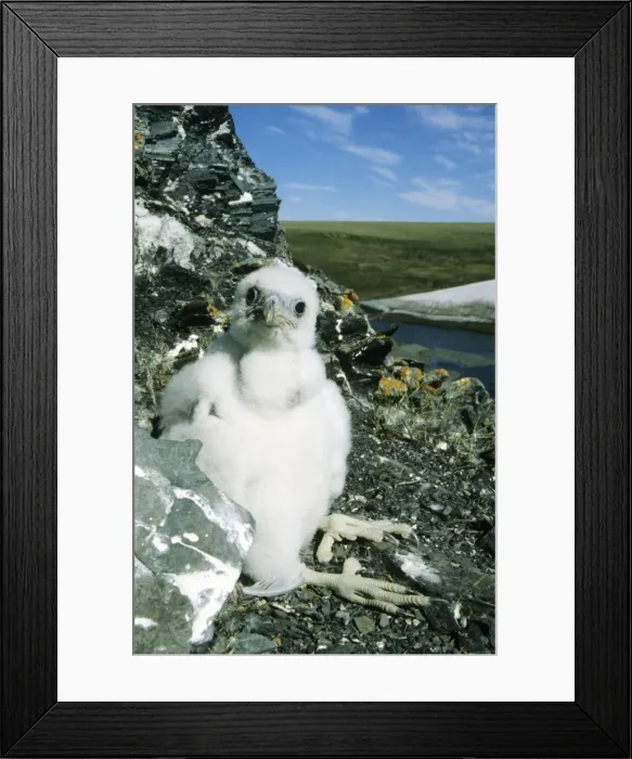 Framed Print : Peregrine Falcon - chick in the nest (a single