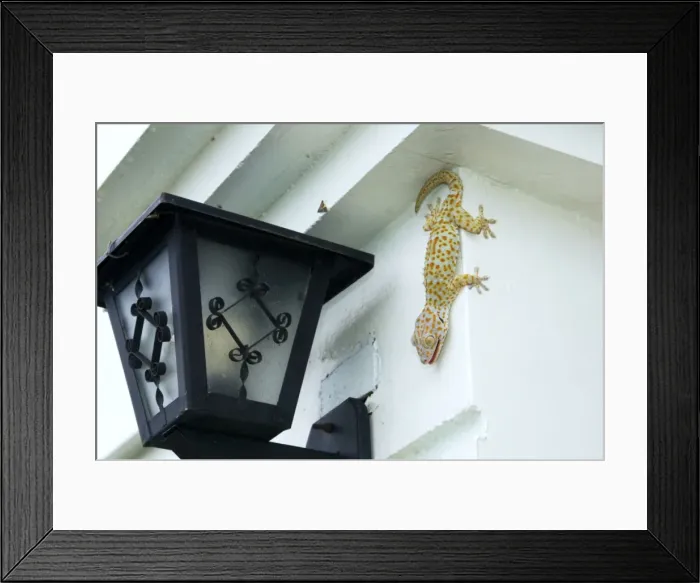 Framed Print : Tokay Gecko - adult on a corner of a building after Framed Print : Tokay Gecko - adult on a corner of a building after