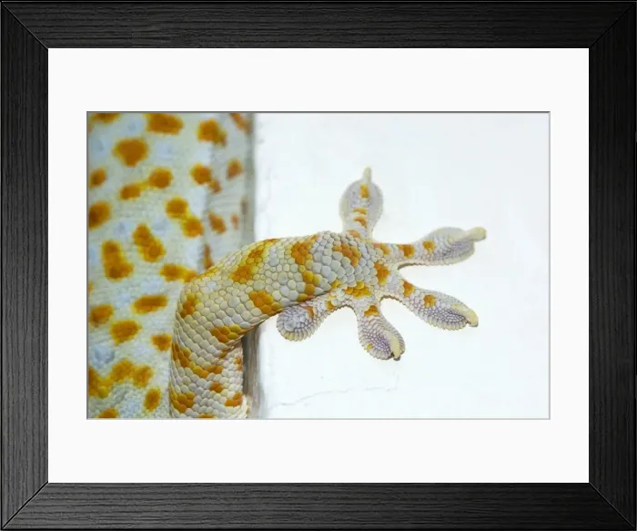 Framed Print : Tokay Gecko - adult front foot holding onto a corner Framed Print : Tokay Gecko - adult front foot holding onto a corner