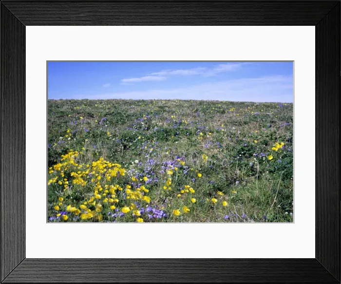 Framed Print : Flowering upland tundra of river Maksimovka valley Framed Print : Flowering upland tundra of river Maksimovka valley