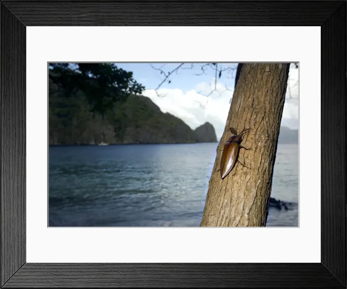 Framed Print : Giant Malaysian Click-Beetle - male on bark of a tree Framed Print : Giant Malaysian Click-Beetle - male on bark of a tree