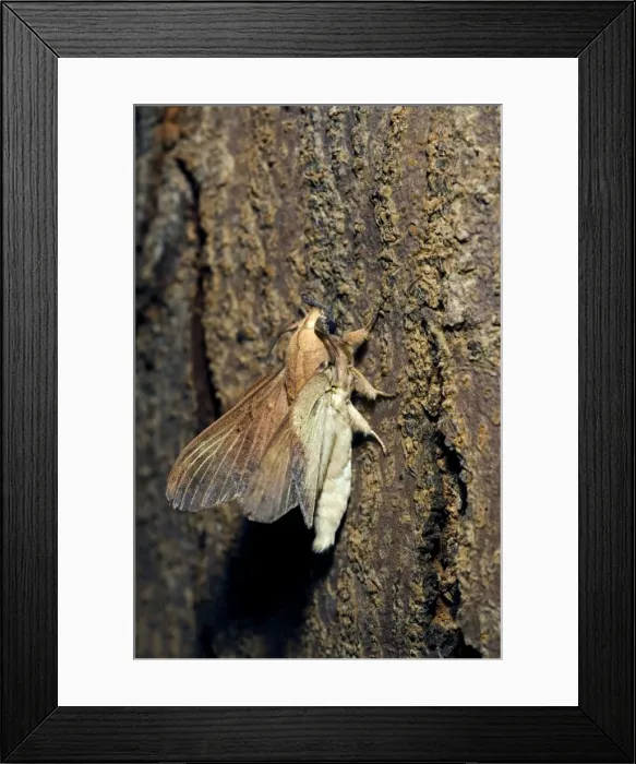 Framed Print : Lappet Moth - on a tree-bark - has its wings Framed Print : Lappet Moth - on a tree-bark - has its wings