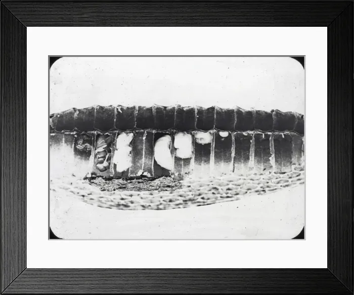 Framed Print : Beekeeping Lantern Slide series Framed Print : Beekeeping Lantern Slide series