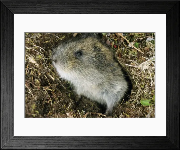 Framed Print : Siberian Lemming - young pops out at the entrance Framed Print : Siberian Lemming - young pops out at the entrance