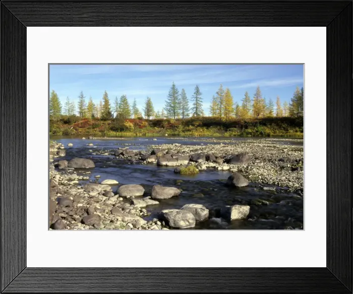 Framed Print : A typical small river in semi-tundra in autumn Framed Print : A typical small river in semi-tundra in autumn