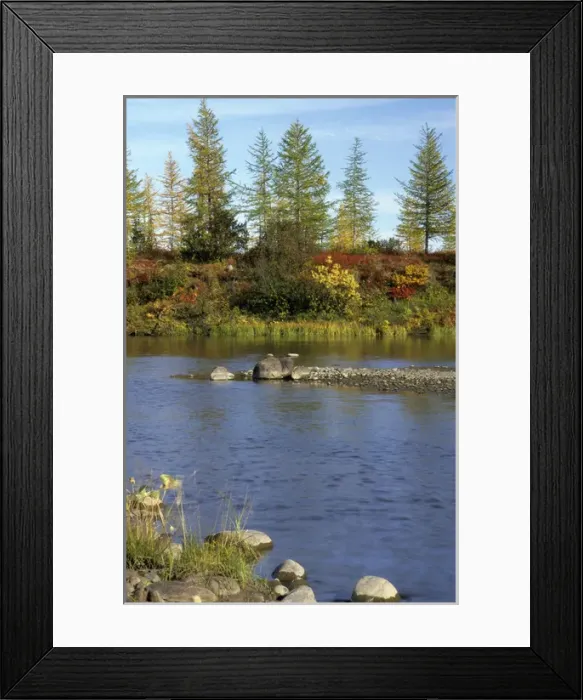 Framed Print : A smalll river in semi-tundra in autumn, near Dudinka Framed Print : A smalll river in semi-tundra in autumn, near Dudinka