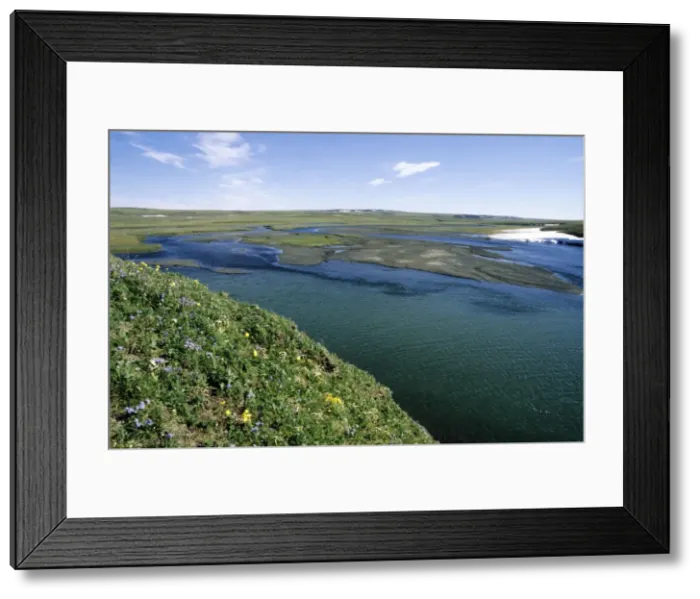 Framed Print : Flowering tundra of river Maksimovka valley, everlasting Framed Print : Flowering tundra of river Maksimovka valley, everlasting