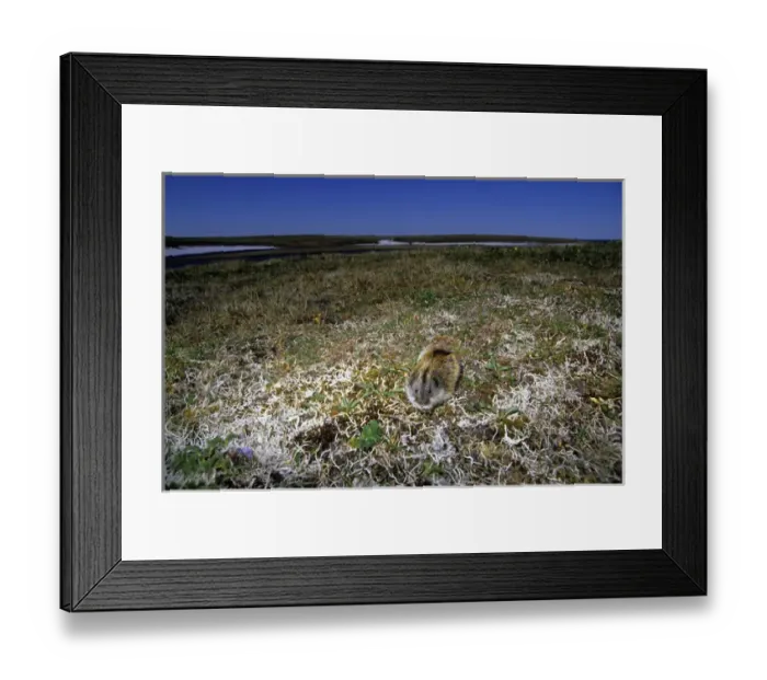 Framed Print : Siberian Lemming - adult feeds on vegetation Framed Print : Siberian Lemming - adult feeds on vegetation