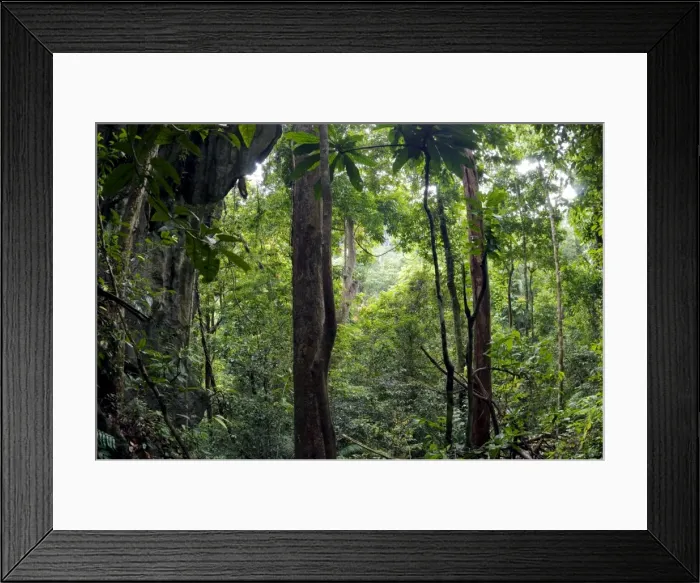 Framed Print : Rainforest and huge limestone rocks are typical Framed Print : Rainforest and huge limestone rocks are typical